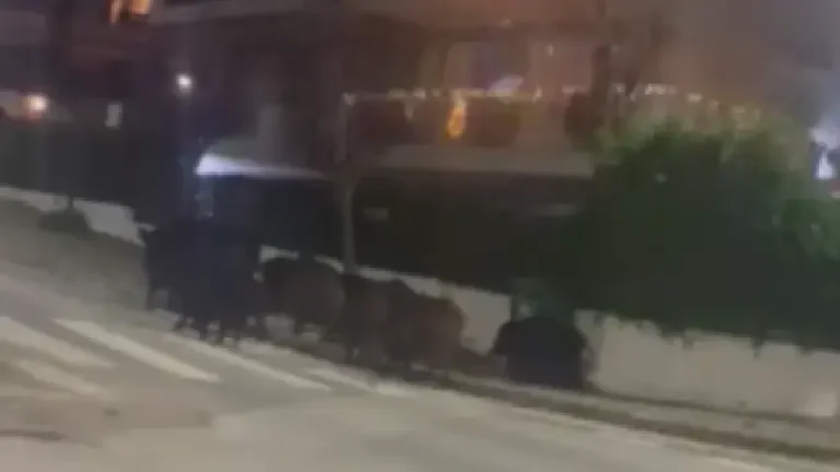 Αγέλη αγριογούρουνων «έκοβε βόλτες» στο Πανόραμα Θεσσαλονίκης ( VIDEO ) 1766856472026_nmnmn