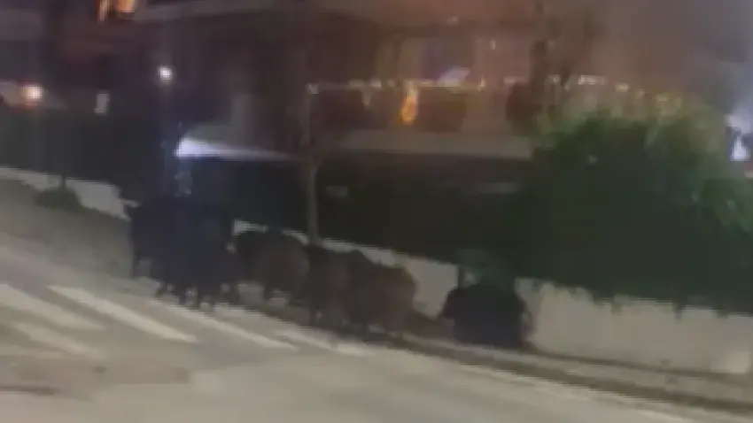 Αγέλη αγριογούρουνων «έκοβε βόλτες» στο Πανόραμα Θεσσαλονίκης  ( VIDEO )