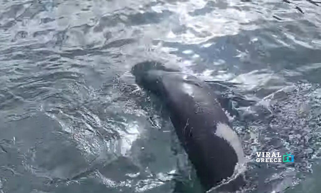 Απρόσμενη επίσκεψη στο ενετικό λιμάνι Χανίων – Φώκια εμφανίστηκε στα νερά της πόλης