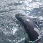 Απρόσμενη επίσκεψη στο ενετικό λιμάνι Χανίων – Φώκια εμφανίστηκε στα νερά της πόλης Απρόσμενη επίσκεψη στο ενετικό λιμάνι Χανίων – Φώκια εμφανίστηκε στα νερά της πόλης