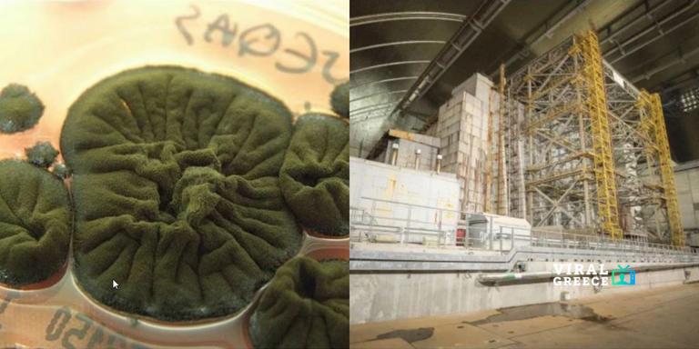 Μαύρος μύκητας του Τσερνόμπιλ “τρέφεται” με ραδιενέργεια – Τι εξετάζει τώρα η NASA