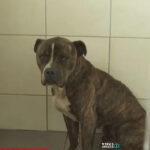 Σοκάρει ο υπεύθυνος του ΔΙΚΕΠΑΖ: «Δεν έχω ξαναδεί τόσο απαθές ζώο» – 30 αιτήματα για υιοθεσία του σκύλου Σοκάρει ο υπεύθυνος του ΔΙΚΕΠΑΖ: «Δεν έχω ξαναδεί τόσο απαθές ζώο» – 30 αιτήματα για υιοθεσία του σκύλου