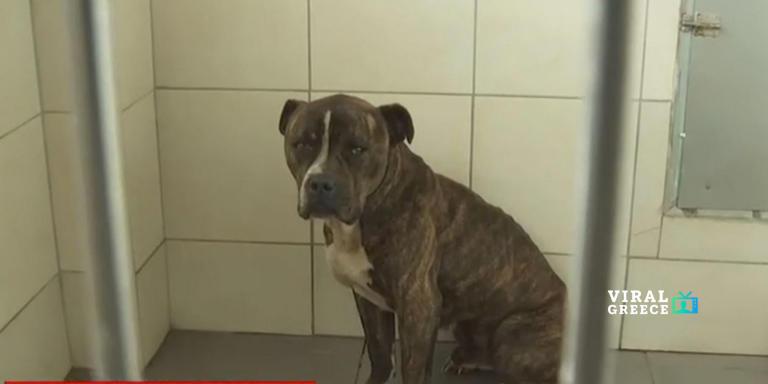 Σοκάρει ο υπεύθυνος του ΔΙΚΕΠΑΖ: «Δεν έχω ξαναδεί τόσο απαθές ζώο» – 30 αιτήματα για υιοθεσία του σκύλου AA1S9sc1.img