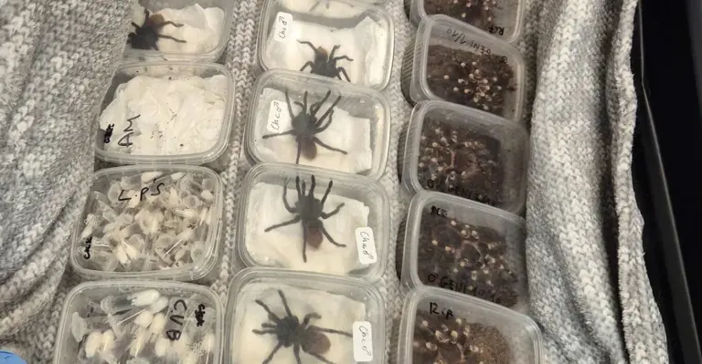 Βρετανία:  2.000 ταραντούλες εντοπίστηκαν κρυμμένες σε αυτοκίνητο