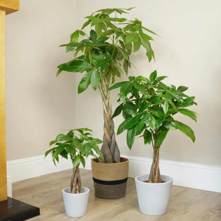 Pachira_Aquatica_Money_Tree_Houseplant.jpg
