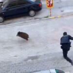 Αγριογούρουνο «εισέβαλε» σε γειτονιά του Ευόσμου ( VIDEO )