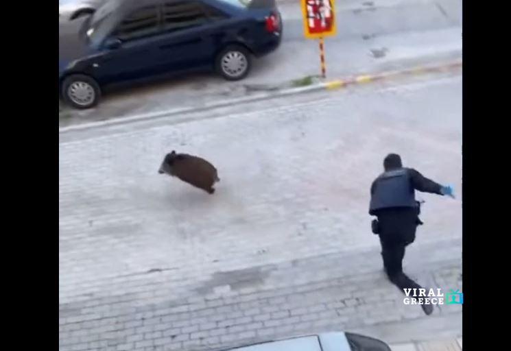 Αγριογούρουνο «εισέβαλε» σε γειτονιά του Ευόσμου ( VIDEO ) agri_ev