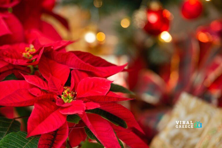 Αλεξανδρινό και Feng Shui: Πού να το τοποθετήσετε στο σπίτι για θετική ενέργεια τα Χριστούγεννα alex-10