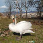 Ο κύκνος που έχασε το ταίρι του στην Καστοριά βρήκε νέα οικογένεια στα Ιωάννινα Ο κύκνος που έχασε το ταίρι του στην Καστοριά βρήκε νέα οικογένεια στα Ιωάννινα