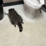 Από την κάβα… στο καράτε και το DMV: το «μεθυσμένο» ρακούν ξαναχτυπά