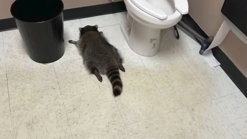 Από την κάβα… στο καράτε και το DMV: το «μεθυσμένο» ρακούν ξαναχτυπά