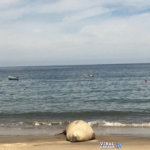 Screenshot 2026 01 30 at 20 47 15 Elephant seal visits Mexican beach might signal a climate driven habitat shifts ABS CBN News Viral Greece