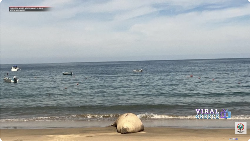 Screenshot 2026-01-30 at 20-47-15 Elephant seal visits Mexican beach might signal a climate-driven habitat shifts ABS-CBN News