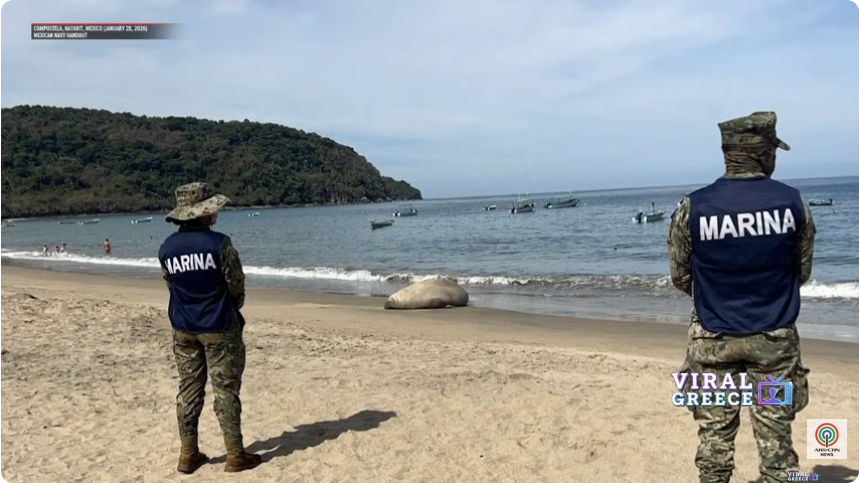 Θαλάσσιος ελέφαντας εμφανίστηκε σε παραλία του Μεξικού και προκάλεσε έκπληξη στους λουόμενους (video) Screenshot 2026 01 30 at 20 47 27 Elephant seal visits Mexican beach might signal a climate driven habitat shifts ABS CBN News