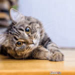 cat Viral Greece