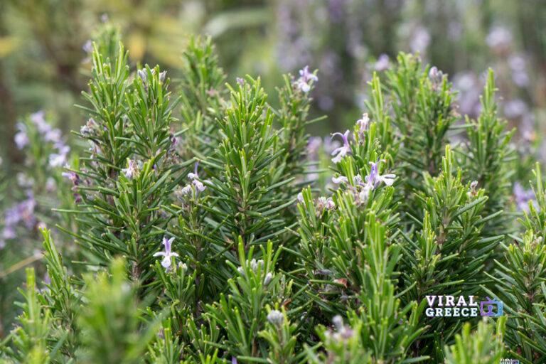 dentrolivano_kalliergia