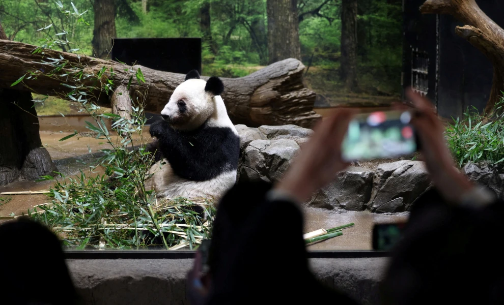 panda-japan-reuters