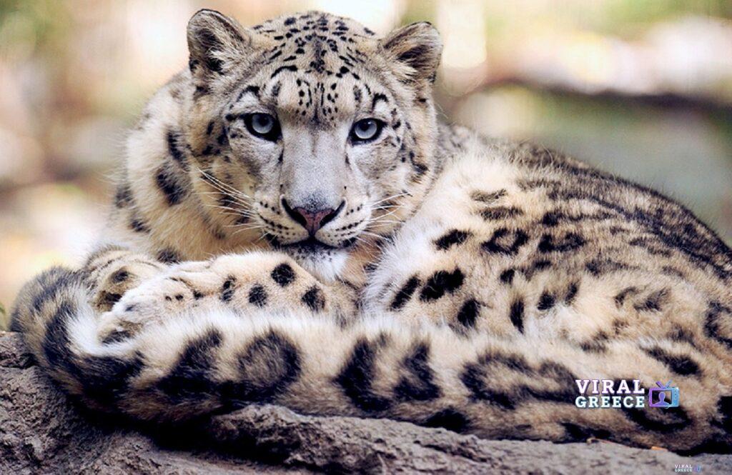 snow leopard 1378691 960 720 Viral Greece