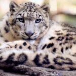 snow leopard 1378691 960 720 Viral Greece