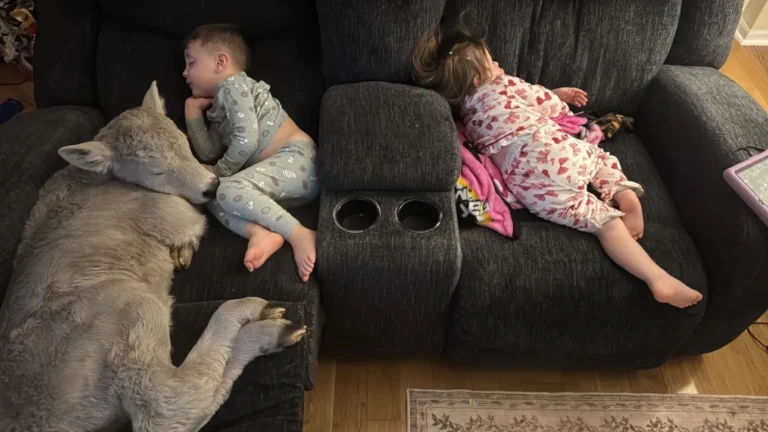 82af327f-ap26029618365204