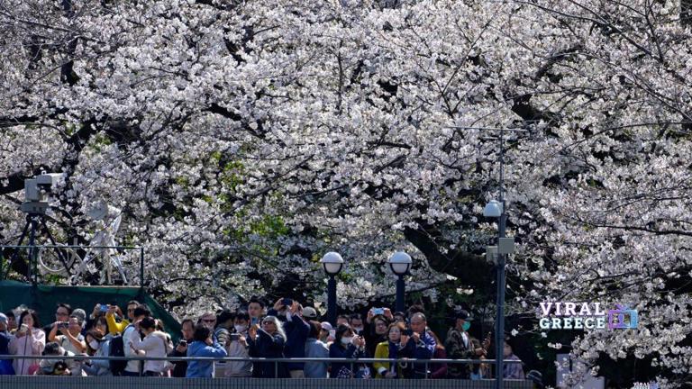 Ιαπωνία: Ακυρώθηκε το φεστιβάλ ανθισμένων κερασιών κοντά στο Όρος Φούτζι