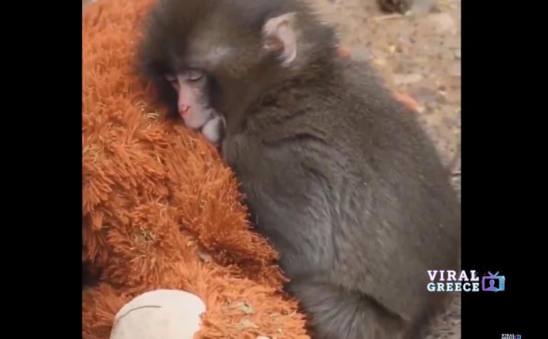 Ο μικρός πίθηκος που βρήκε «παρηγοριά» σε ένα λούτρινο παιχνίδι AA1WwEh3.img