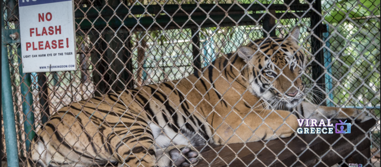Συναγερμός στην Ταϊλάνδη: Δεκάδες τίγρεις νεκρές από επιδημία σε πάρκο άγριας ζωής Screenshot 2026-02-21 at 13.54.26