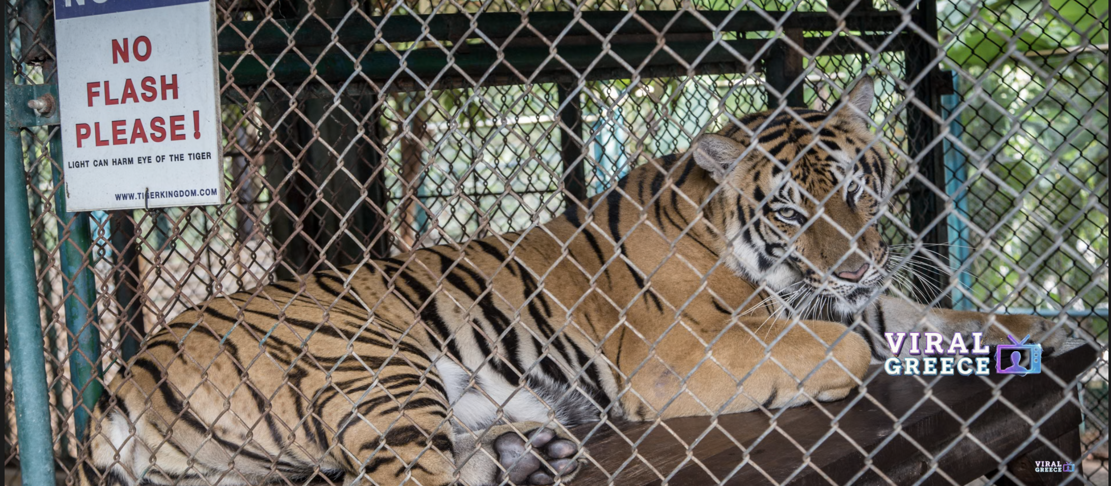 Συναγερμός στην Ταϊλάνδη: Δεκάδες τίγρεις νεκρές από επιδημία σε πάρκο άγριας ζωής Screenshot 2026-02-21 at 13.54.26