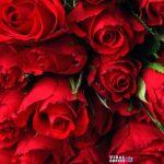 adonyig red rose 3923285 1920 Viral Greece