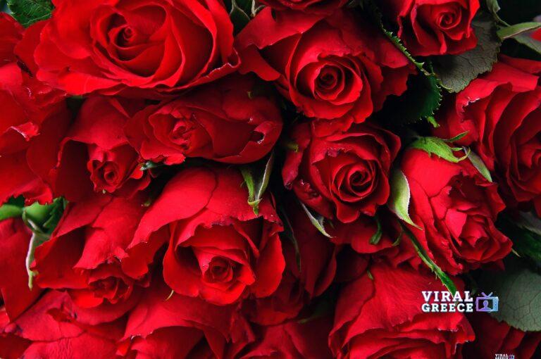 adonyig-red-rose-3923285_1920