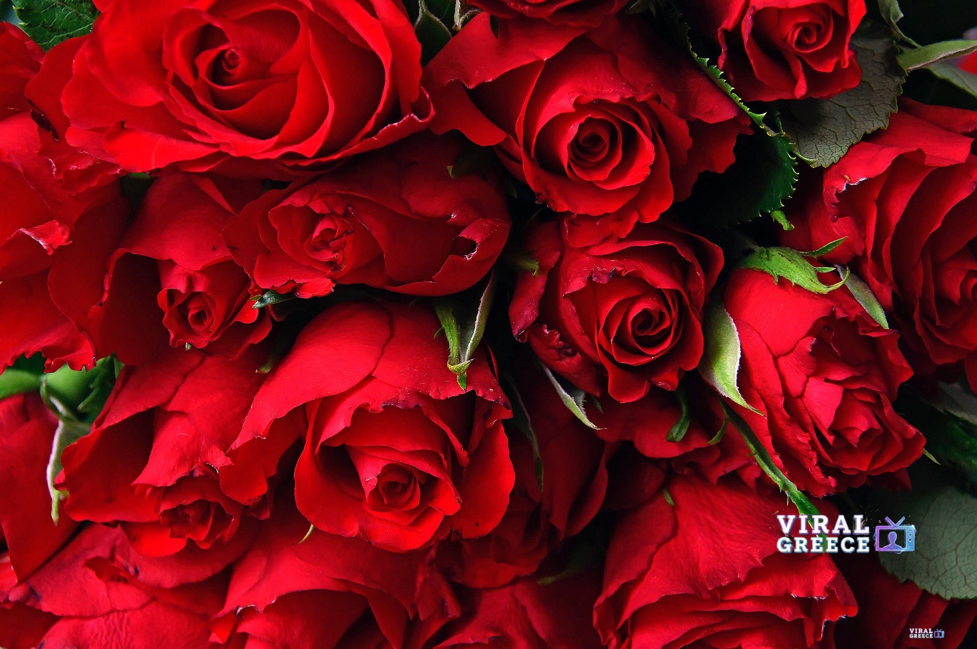 adonyig-red-rose-3923285_1920