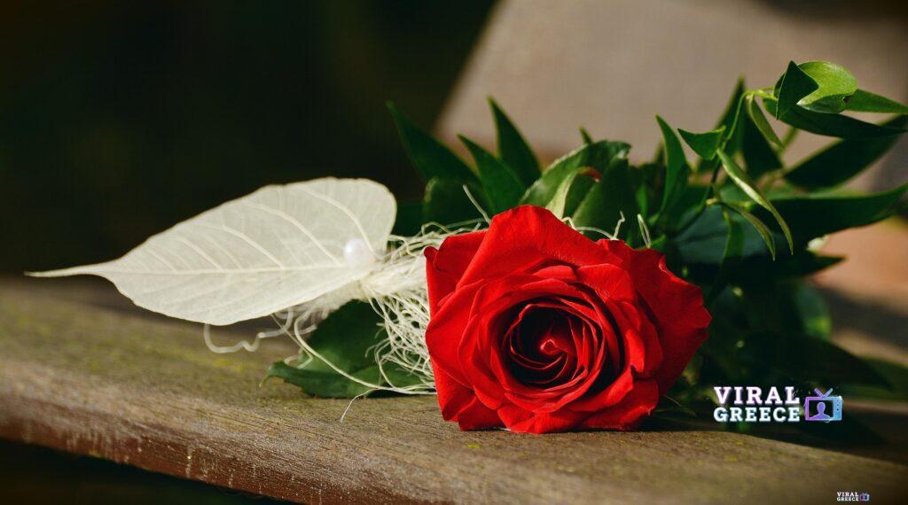 congerdesign rose 1711224 1920