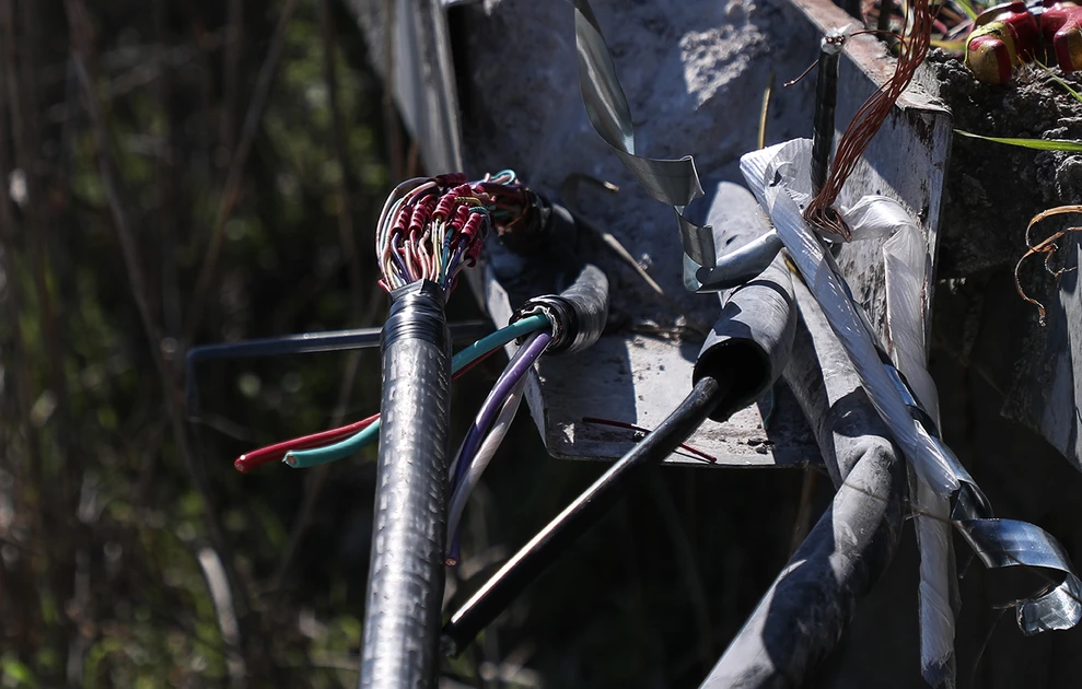 doliofthora trena1.jpg