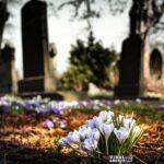drippycat graveyard 1417871 1920 Viral Greece