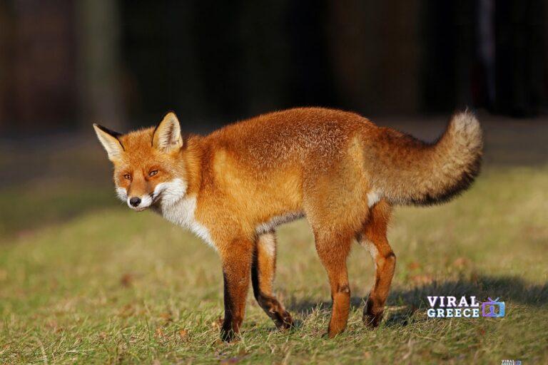 Αλεπού εμφανίζεται στη Νέα Σμύρνη και «εισβάλει» στο Μέγαρο Μαξίμου (video) fox-4388014_1280