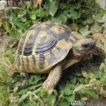 hermann tortoise 768x576 Viral Greece