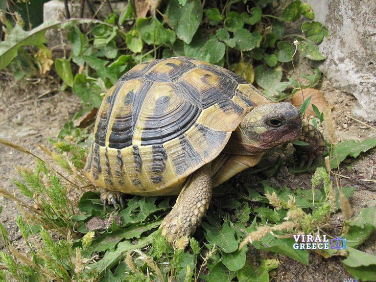 hermann-tortoise-768x576