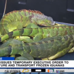 iguana usa Viral Greece