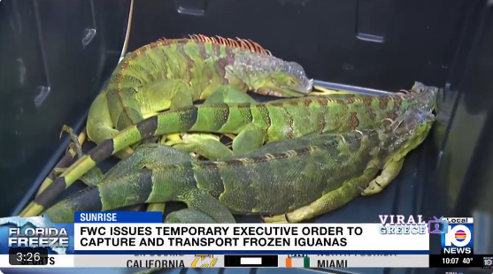 iguana usa