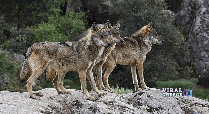 Συναγερμός στο Τατόι: Λύκος επιτέθηκε σε περιπατητές likoi