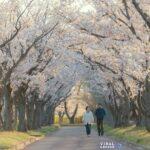 morn japan couple 5832308 1920 Viral Greece