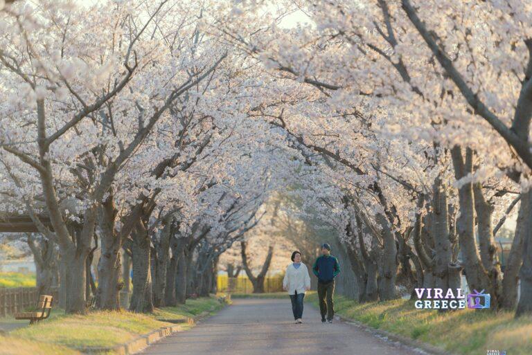 morn_japan-couple-5832308_1920