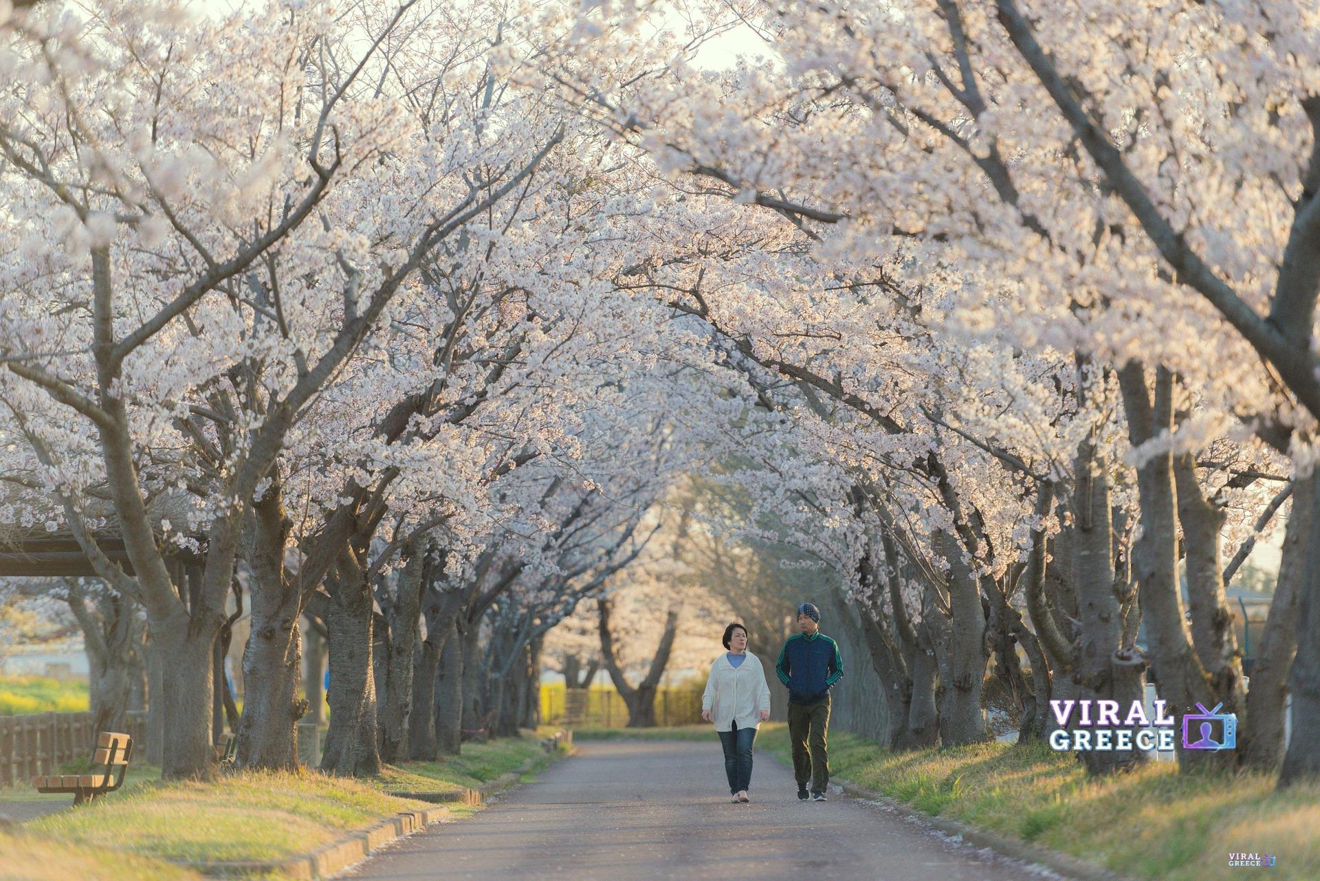 morn_japan-couple-5832308_1920