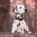 rebeccaspictures dog 4016675 1920 Viral Greece