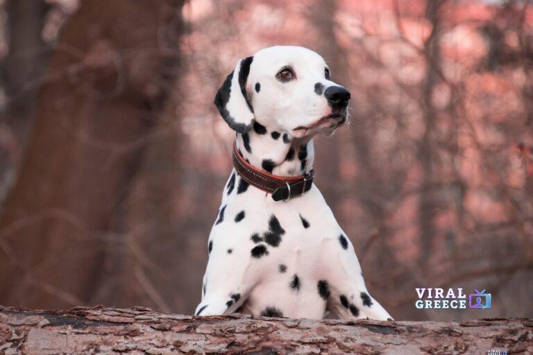 rebeccaspictures-dog-4016675_1920