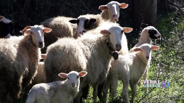 Ευλογιά αιγοπροβάτων: Πάνω από 479.000 ζώα θανατώθηκαν – Νέα κρούσματα σε επτά περιοχές w19-111618w23111557w26171719w03135705w19140610w28104400w30153007w19842371