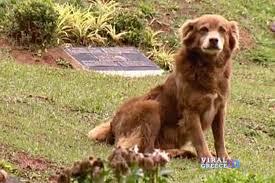 Ο σκύλος που έγινε νόμος: Η ιστορία του Bob Coveiro συγκινεί τη Βραζιλία νκ