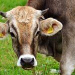 alexas fotos cow 2788835 1920 Viral Greece