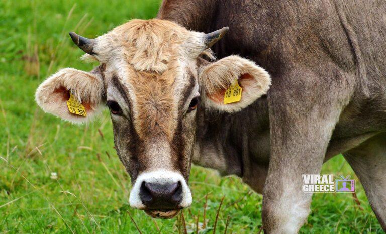 alexas_fotos-cow-2788835_1920