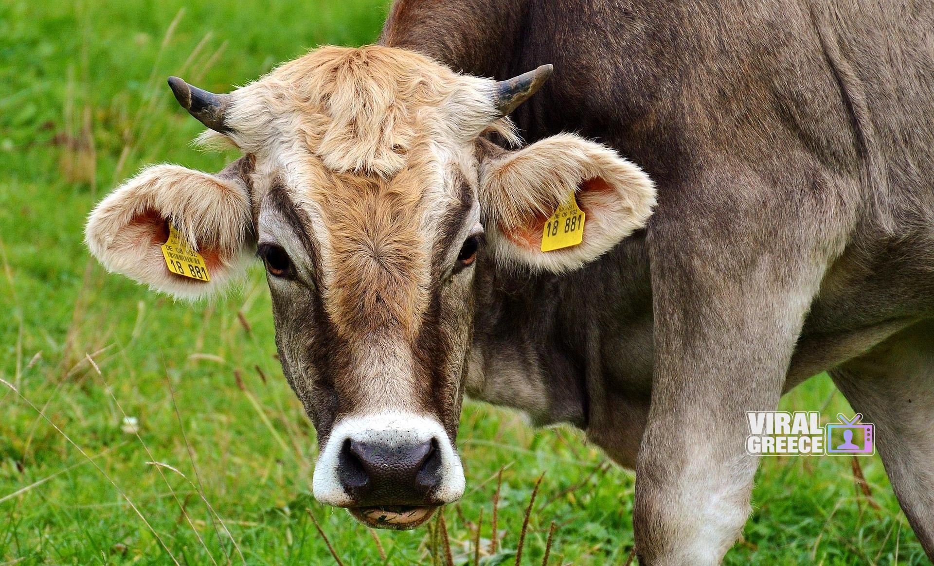 Νέο κρούσμα αφθώδους πυρετού στη Λέσβο – Σε απόγνωση οι κτηνοτρόφοι, κινητοποιήσεις στο νησί alexas_fotos-cow-2788835_1920